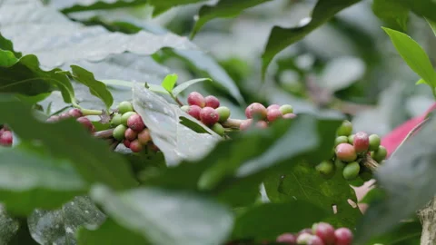 Hand farmer picking coffee bean in coffee process agriculture background. Video stock 263400246