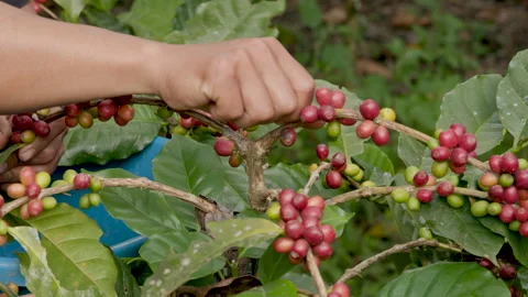 Hand farmer picking coffee bean in coffee process agriculture background. Stock Footage 263400434