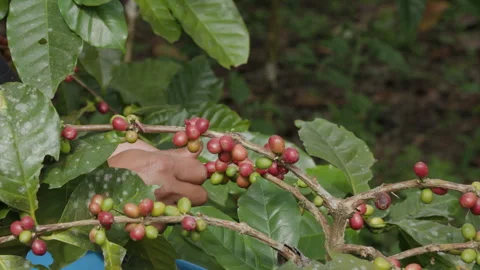 Hand farmer picking coffee bean in coffee process agriculture background. Stock Footage 263401159