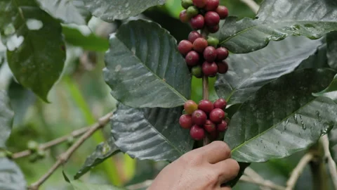 Hand farmer picking coffee bean in coffee process agriculture background. Stock Footage 264939060