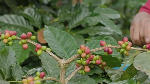 Hand farmer picking coffee bean in coffee process agriculture background. Stock Footage 264939126