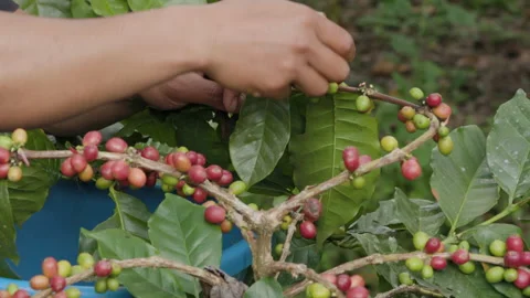 Hand farmer picking coffee bean in coffee process agriculture background. Stock-Footage 264939209