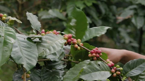 Hand farmer picking coffee bean in coffee process agriculture background. Stock Footage 269488023