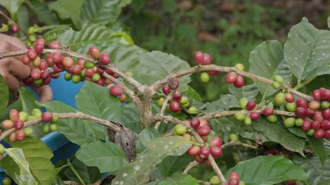 Hand farmer picking coffee bean in coffee process agriculture background. Stock Footage 277019010