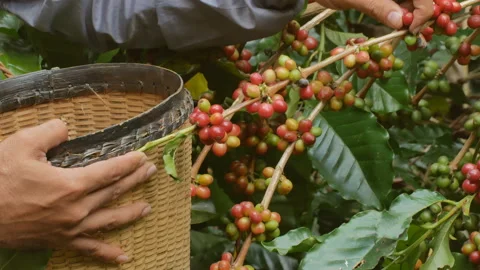Hand farmer picking red coffee bean Stock Footage 144838825