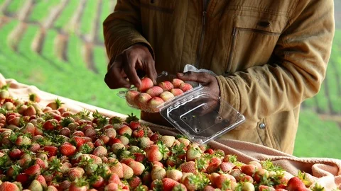 Hand of the farmer selects the strawberry fruit from strawberry orchard Stock Footage 92834418