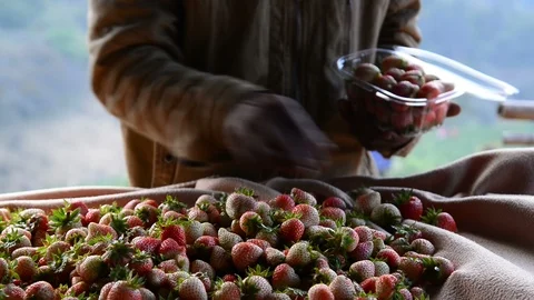 Hand of the farmer selects the strawberry fruit from strawberry orchard Stock Footage 92835474