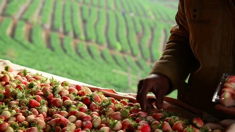 Hand of the farmer selects the strawberry fruit from strawberry orchard Stock Footage 92835541