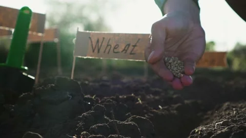 The hand of the farmer sows seeds by throwing planting into the soil. Seeds Vídeo Stock 196414333