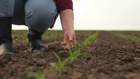Hand farmer sprout, young germ land field, agriculture, farming, business growth Stock Footage 243129808