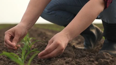 Hand farmer sprout, young germ land field, agriculture, farming, business growth Stock Footage 243286406