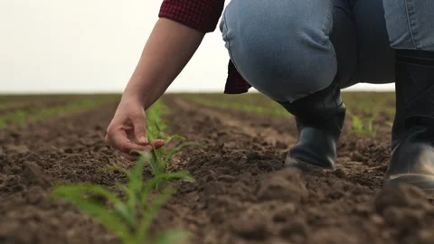 Hand farmer sprout, young germ land field, agriculture, farming, business growth Stock Footage 244423688