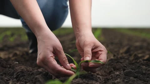 Hand farmer sprout, young germ land field, agriculture, farming, business growth Stock Footage 244423830