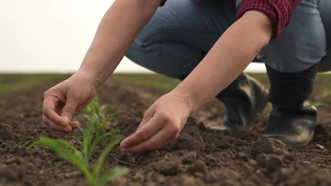 Hand farmer sprout, young germ land field, agriculture, farming, business growth Stock Footage 244797153