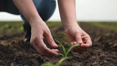 Hand farmer sprout, young germ land field, agriculture, farming, business growth Stock Footage 246598401
