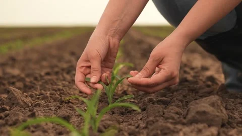 Hand farmer sprout, young germ land field, agriculture, farming, business growth Stock Footage 246843559