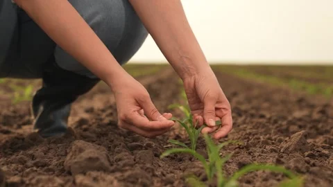Hand farmer sprout, young germ land field, agriculture, farming, business growth Stock Footage 246947072