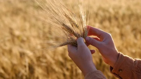 Hand of the farmer touching and caressing spikes of the golden wheat while Stock Footage 201784822