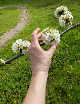 Hand of farmer touching blooming tree branch Stock Photos