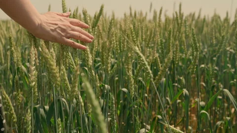 Hand farmer is touching ears of wheat on field in sun, inspecting her harvest Stock Footage 235566500