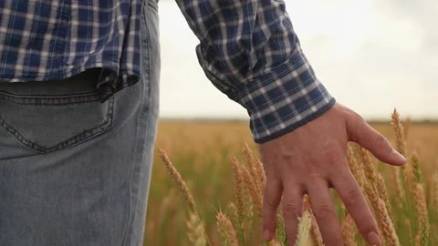 Hand farmer is touching ears of wheat on field in sun, inspecting harvest. Owner Stock Footage 308808597