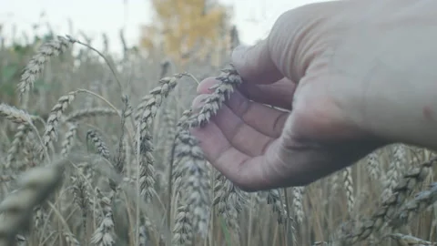 Hand of Farmer Touching Rhye Stems in Sunny Field 1 Stock Footage 153478367