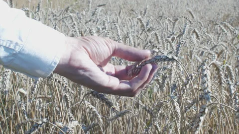 Hand of Farmer Touching Rye Stems in Sunny Field Stock Footage 153479098