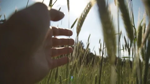 Hand of farmer touching Spikelets of wheat field on sunset Stock Footage 77271129