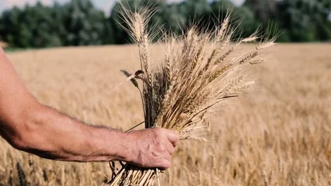 Hand of farmer touching wheat corn agriculture Stock Footage 78980139