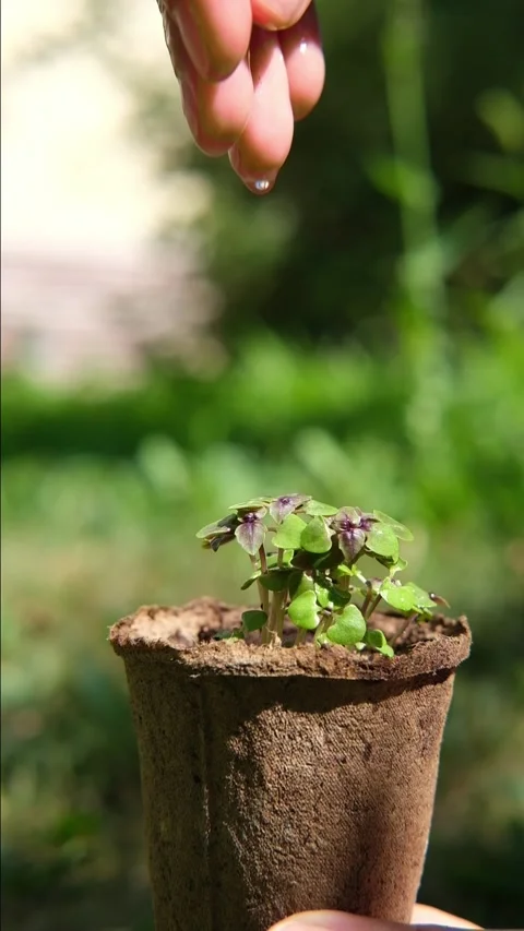 Hand of farmer is watering to small basil plant in the peat pot, garden and Stock Footage 279750495