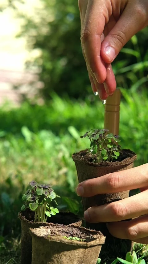 Hand of farmer is watering to small basil plant in the peat pot, garden and Stock Footage 280039828