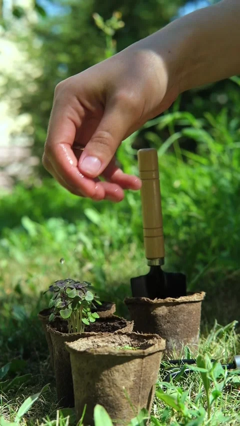 Hand of farmer is watering to small basil plant in the peat pot, garden and Stock-Footage 281397428