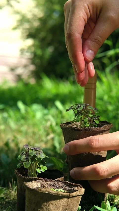 Hand of farmer is watering to small basil plant in the peat pot, garden and Stock Footage 281634222
