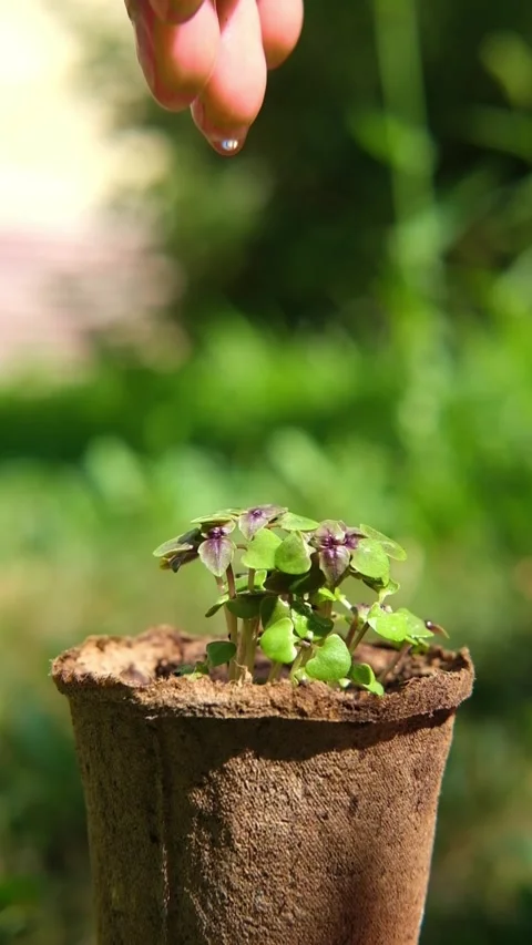 Hand of farmer is watering to small basil plant in the peat pot, garden and 스톡 동영상 282360880
