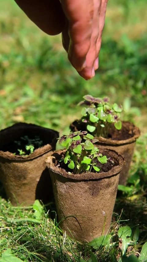 Hand of farmer is watering to small basil plant in the peat pot, garden and Stock Footage 284222420