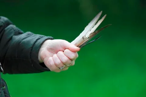 Hand with feathers Stock Photos
