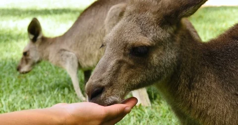 Hand fed kangaroo eats gently and calmly Stockbeeldmateriaal 102217135