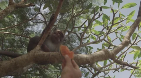 Hand fed monkey Stock Footage 55455550