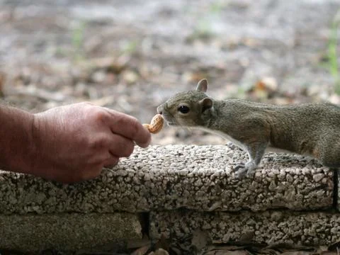 Hand Fed Squirrel Foto stock