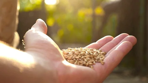 Hand-feed the chickens in the yard Stock Footage 71042165