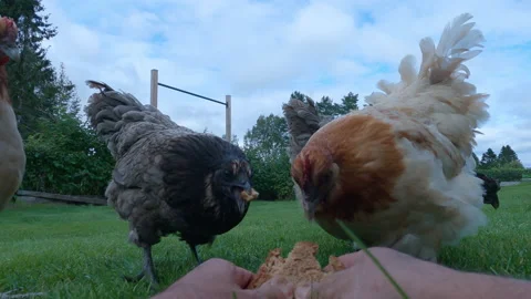 Hand feed four chickens with bread. Hens are very hungry, eat big bread pieces Stock Footage 198066717