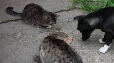 Hand feeding animals, pets, hungry cats and dog, canned meat, backyard Stock Footage 39032843