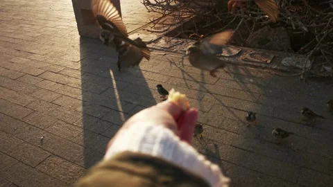 Hand feeding birds. Stock-Footage 232914883