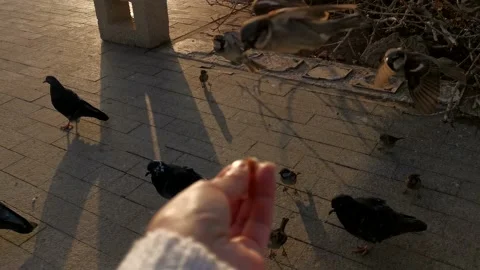 Hand feeding birds. Stock Footage 232914906