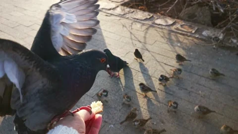 Hand feeding birds. Stock Footage 232914959