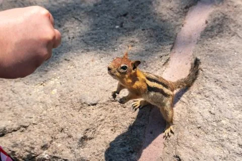 Hand Feeding Chipmunk Stock Photos