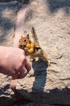 Hand Feeding Chipmunk Stock Photos