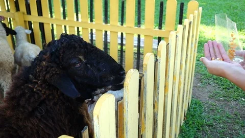Hand feeding corn kernels for sheep Stock Footage 76632975