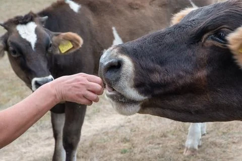 Hand Feeding Cow Close Up Stock Photos