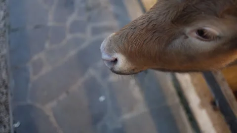 Hand feeding cow Stock Footage 331199756